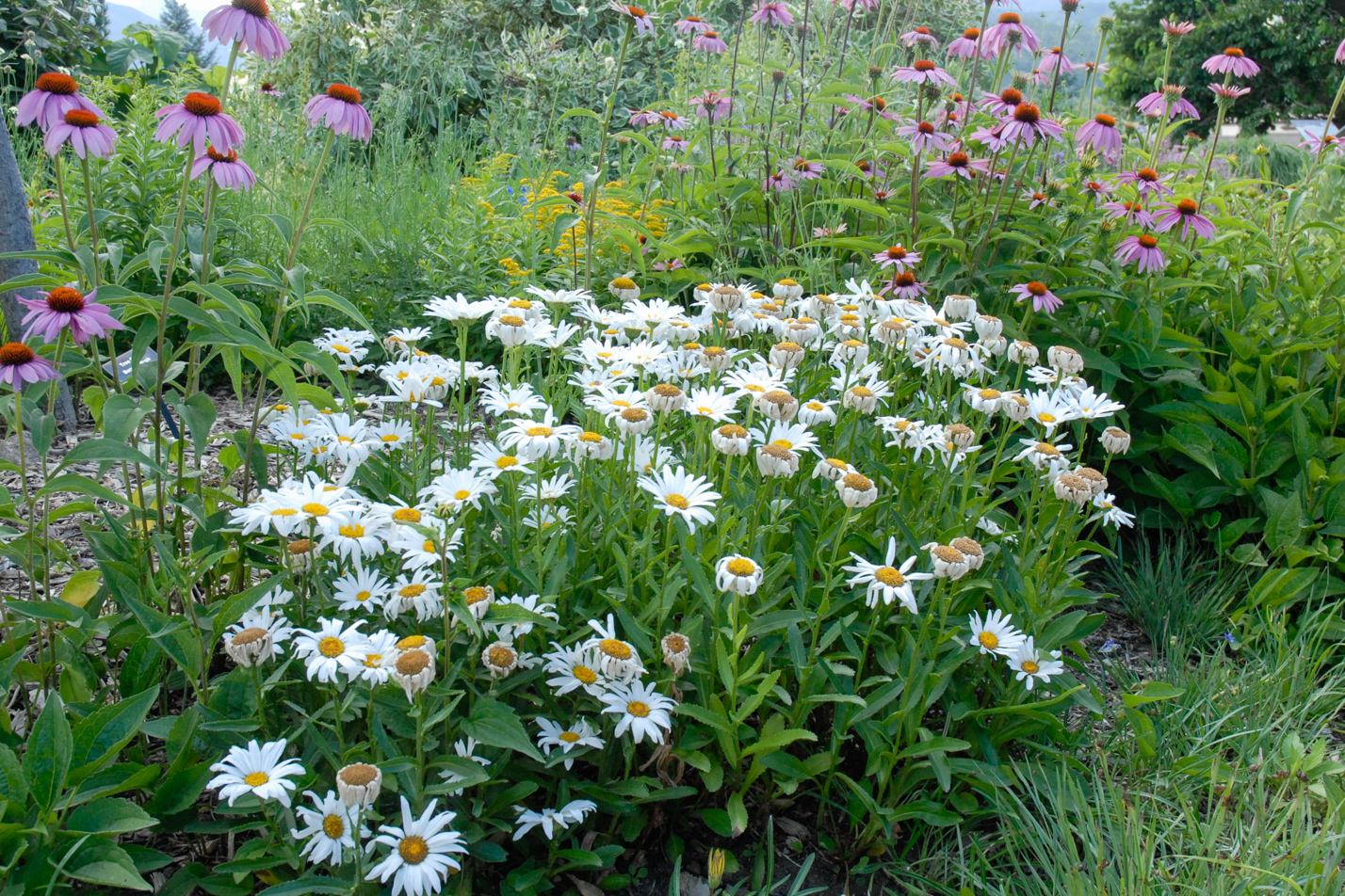 Dwarf Shasta Daisy